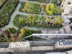 fot. Inbud_Iwona_Nowak Czy sadzenie roślin przy ogrodzeniu to dobry pomysł? Zielony parkan – czyli jakie rośliny posadzić przy ogrodzeniu